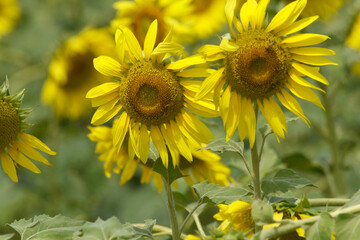 Closeup of a sunflower growing in a field of sunflowers during a nice sunny summer day, Sunflower natural background. flower blooming, Beautiful field of blooming sunflowers, Chakwal, Punjab, Pakistan