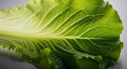 Close-up vibrant green lettuce leaf displaying intricate vein patterns and fresh water droplets