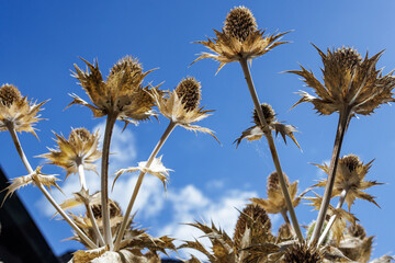 Dry thistles grow towards the blue sky