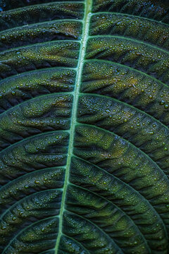 Detailed View of Wet Leaf With Dew Drops in a Natural Setting