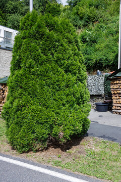Green hedge tree and woodpile in a village