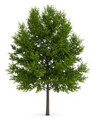 A vibrant deciduous tree with lush green foliage, isolated on white