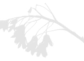 Contrasting Flower and Branch Shadow Overlay