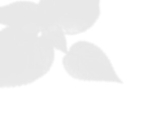 Elegant Vine and Leaf Shadow Overlay