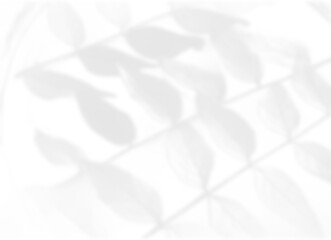 Elegant Vine and Leaf Shadow Overlay