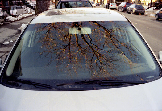 Tree branches reflected in the windshield of a car