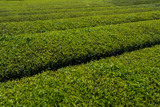 Vibrant Green Tea Fields Stretch Across a Sunny Landscape in Spring