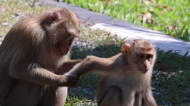 Mother Macaque Carefully Grooms Young Offspring in Sunlit Grass
