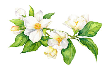 White Jasmine Flower Watercolor Illustration on transparent background