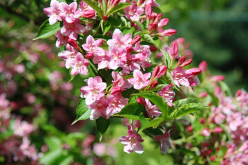 Weigela subsessilis, a Korean endemic shrub of the honeysuckle family, bearing bell-shaped flowers that change from yellow to red in late April. Photographed in Korea.