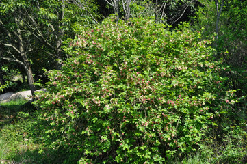 Weigela subsessilis, a Korean endemic shrub of the honeysuckle family, bearing bell-shaped flowers that change from yellow to red in late April. Photographed in Korea.