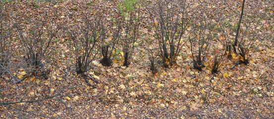 A row of bare bushes on soil covered with yellow leaves