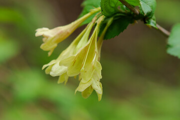 Weigela subsessilis, a Korean endemic shrub of the honeysuckle family, bearing bell-shaped flowers that change from yellow to red in late April. Photographed in Korea.