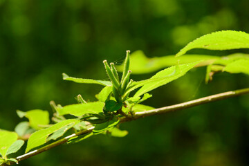 Weigela subsessilis, a Korean endemic shrub of the honeysuckle family, bearing bell-shaped flowers that change from yellow to red in late April. Photographed in Korea.