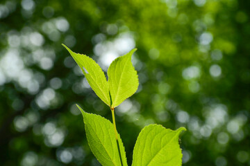 Weigela subsessilis, a Korean endemic shrub of the honeysuckle family, bearing bell-shaped flowers that change from yellow to red in late April. Photographed in Korea.