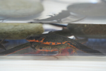 日本固有種のアカハライモリ