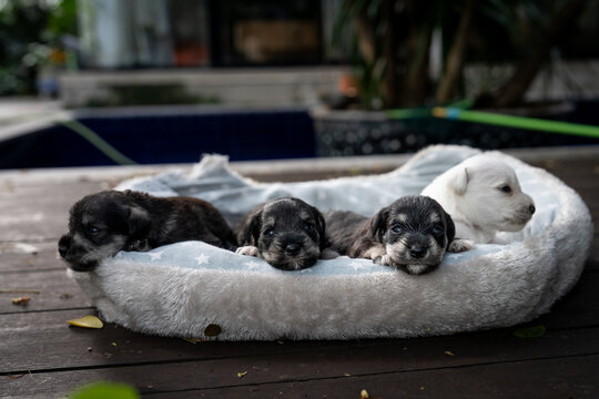 Newborn miniature schnauzer puppies in a cozy dog bed outdoors