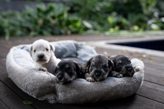 A group of schnauzer puppies in a pile on a cozy bed outdoors