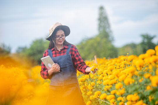 Young woman farmer holding digital tablet in marigold flower field inspecting crops representing smart farming agriculture technology and teamwork in rural life.