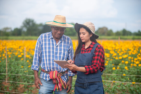 Elderly male farmer and young woman farmer holding digital tablet in marigold flower field inspecting crops representing smart farming agriculture technology and teamwork in rural life.