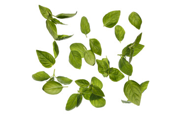 Basil leaves on white background