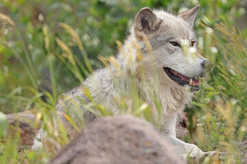 Wolfe portrait in Yellowstone National Park, USA
