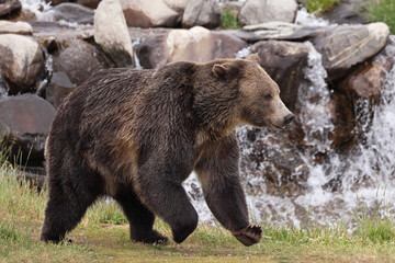Grizzly bear running in Yellowstone National Park, USA