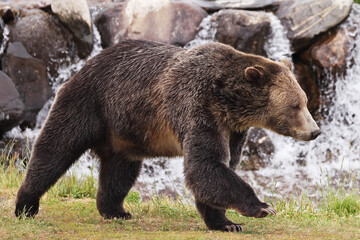 Grizzly bear running in Yellowstone National Park, USA