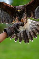 Flying Peregrine falcon with traing