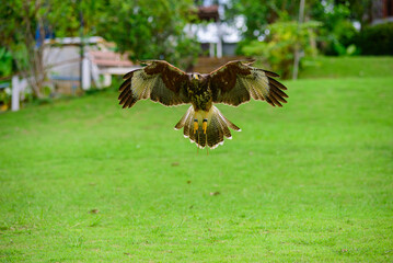 Flying Peregrine falcon with traing