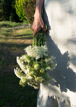 Wild carrot bouquet with natural background
