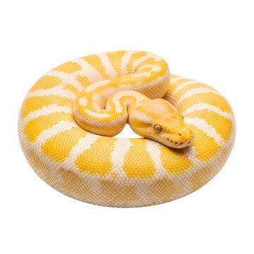 Albino ball python coiled on itself with yellow and white pattern on transparent background