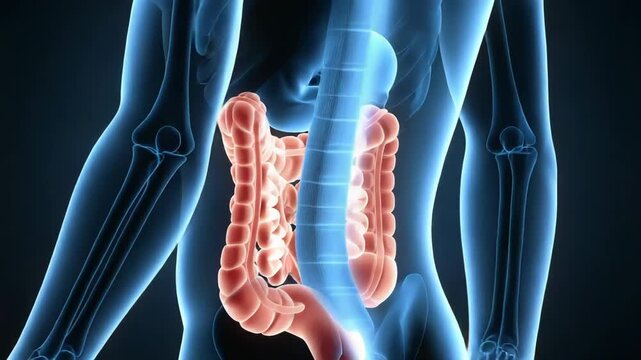 Human digestive system anatomy illustration