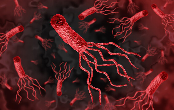 Helicobacter Pylori bacteria under microscope showing stomach infection and microbiology research concept for healthcare and digestive disease.
