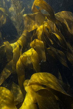 Kelp forests underwater in British waters
