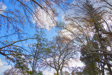 Fototapeta premium The last red and yellow autumn leaves on the branches blue sky and clods in the background