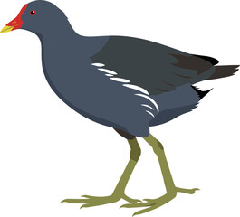 Flat Detailed Moorhen Gallinula Chloropus Waterbird Illustration Graphic