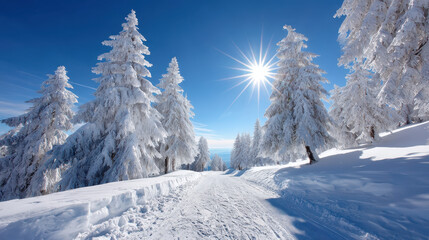 Obraz premium Snow covered pine trees line serene winter path, glistening under bright sun flare. tranquil scene invites outdoor enthusiasts to explore snowy landscape