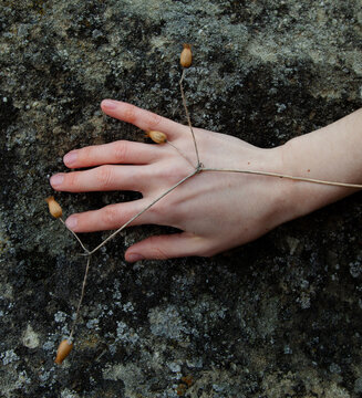 The hand with the dry flower 