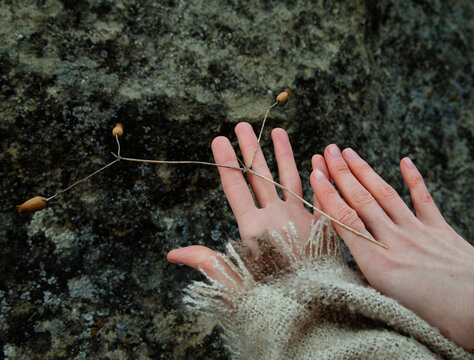 The hands with the dry flower 