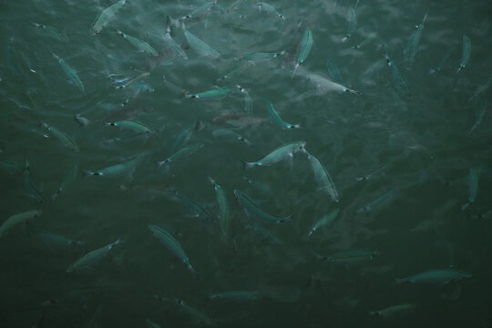 Underwater scene depicts schools of fish swimming calmly
