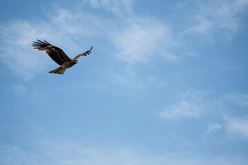 空を舞うトンビの写真。少し顔が見える距離で撮影され、羽ばたきや鋭い視線が印象的。