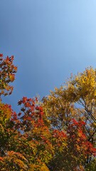 autumn in the forest
