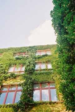 Ivy-Covered Building