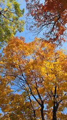 autumn in the forest