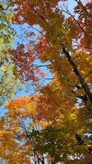 autumn in the forest
