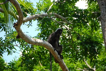 A Dusky leaf monkey (or spectacled langur) sitting on a tree branch, Langkawi, Malaysia