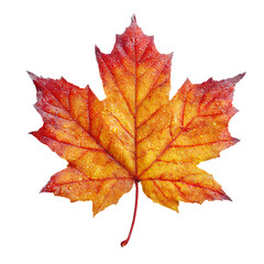 Single vibrant red and yellow maple leaf with water droplets, isolated on transparent background