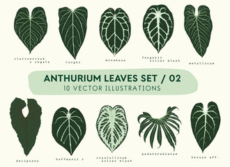 Anthurium leaves set illustration, detailed high quality botanical vectors, tropical garden, indoor rare plants