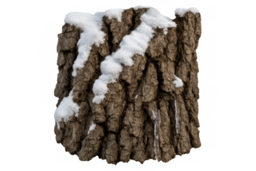 Tree trunk bark covered in snow during winter, showing natural wood texture with transparent background